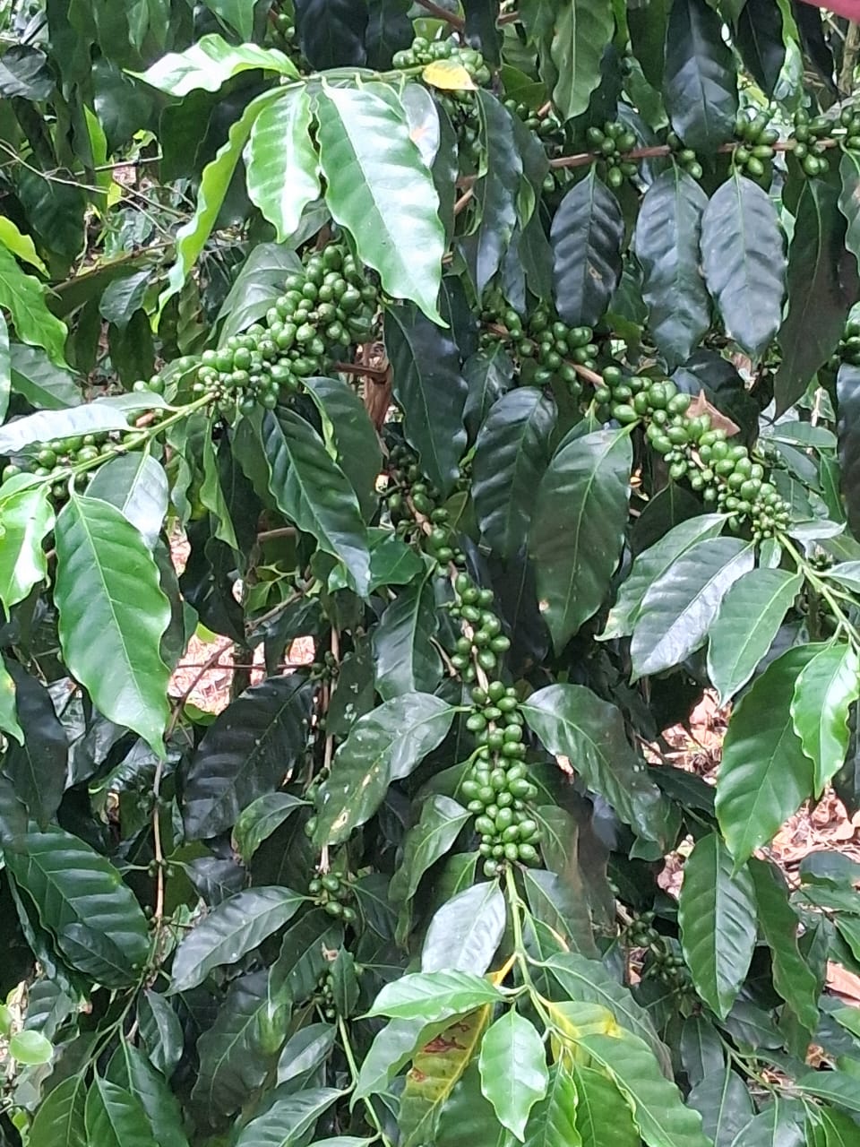 Coffee rows